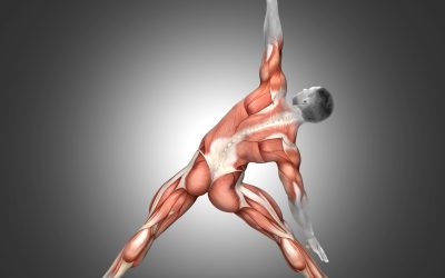 La importancia de los estiramientos musculares en la fisioterapia
